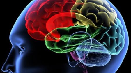 694940094001_1409784734001_640-brain