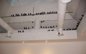 piccioni 2